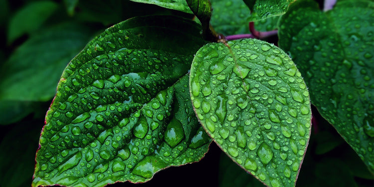 fresh green leaves with water droplets on them